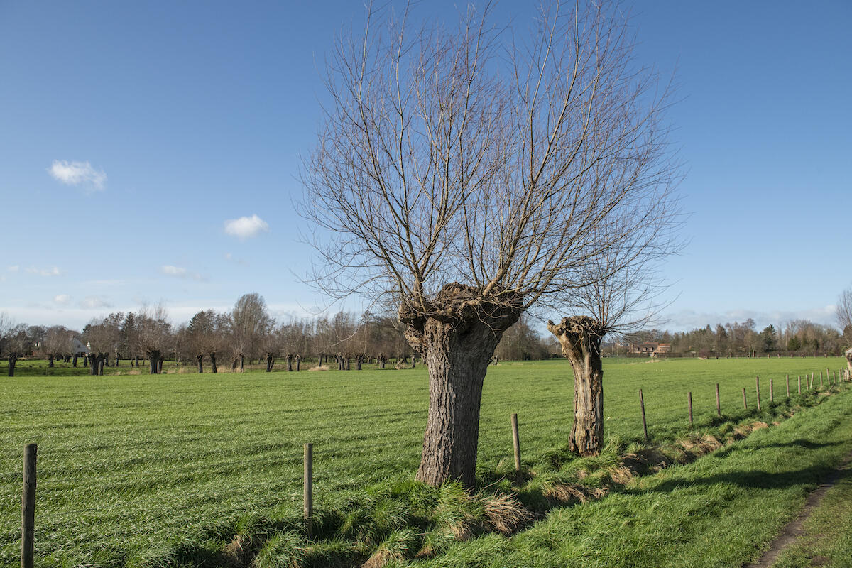 Oude Bareel